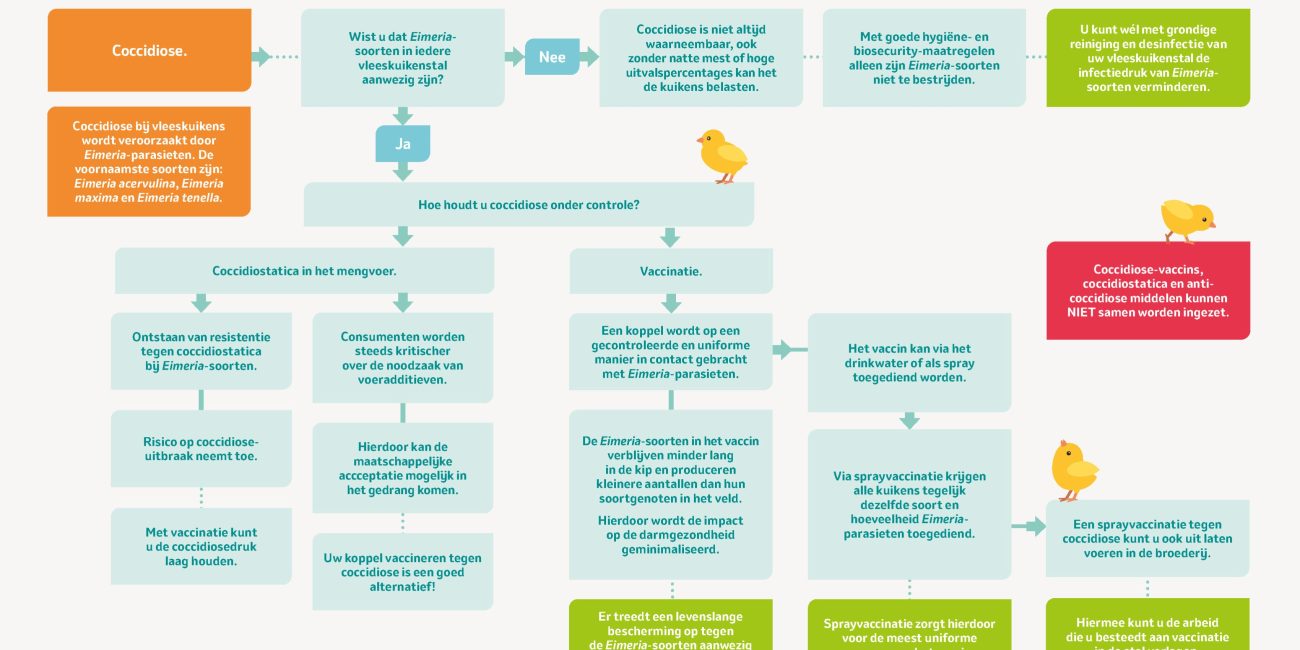 Flowdiagram - Coccidiose