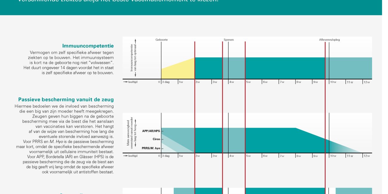 Factsheet immuniteitsopbouw bij biggen