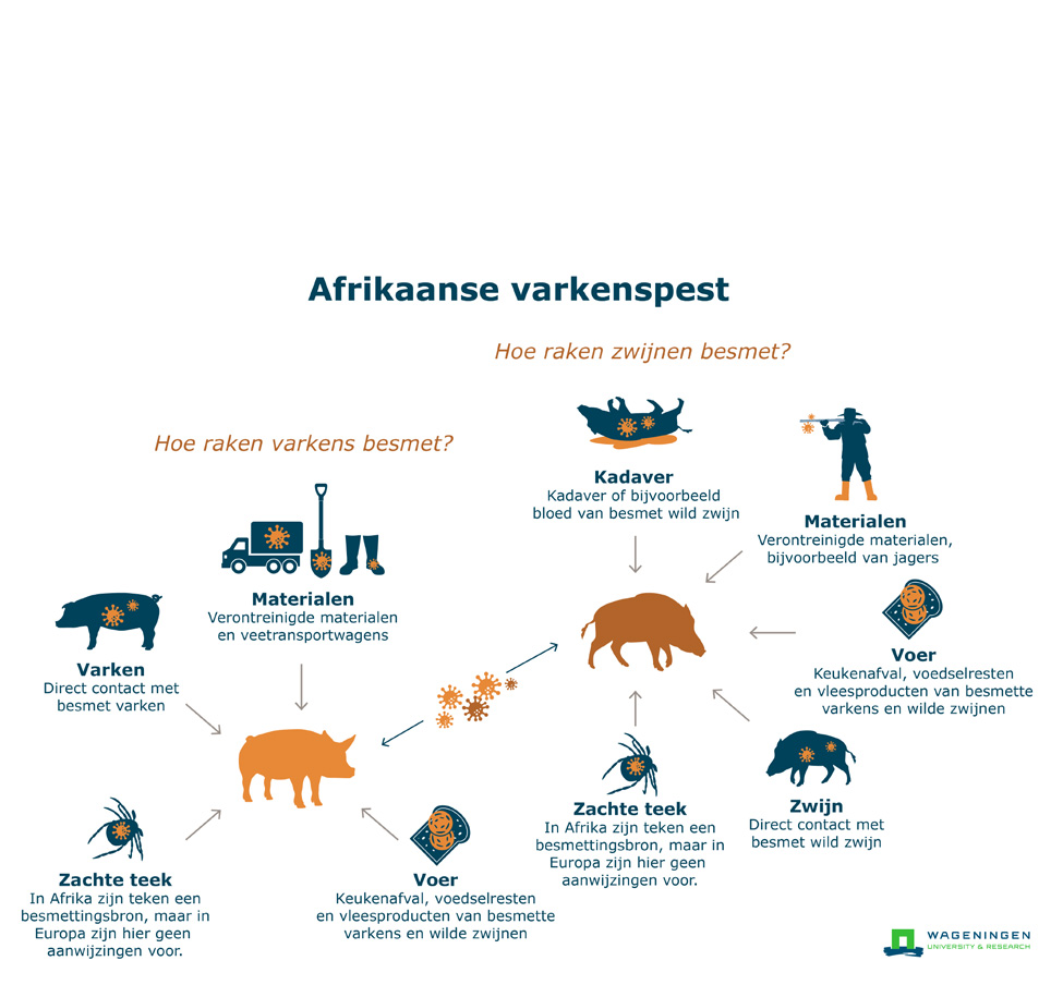 msd afrikaanse varkenspest