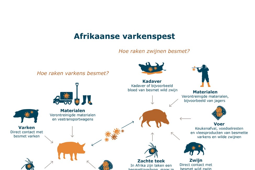 msd afrikaanse varkenspest