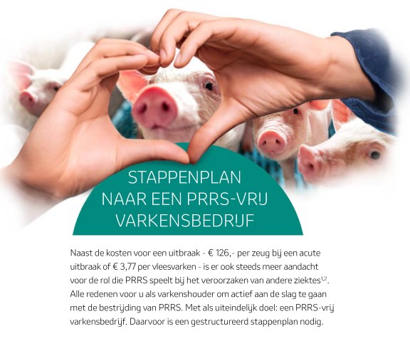 Stappenplan naar een PRRS -vrij varkensbedrijf